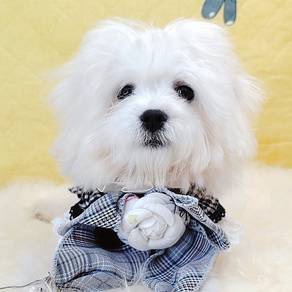 Maltipoo