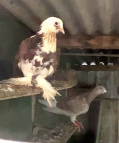 burung merpati