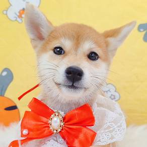 Shiba Inu