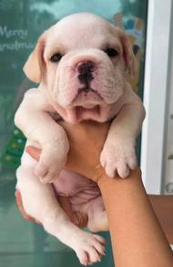 FRENCH BULLDOG PUPPIES 🌻VIP08 Girl