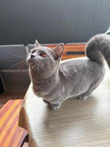 Female Munchkin