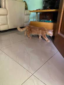 mainecoon