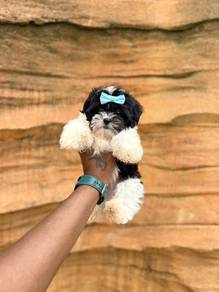tiny shihpoo puppy