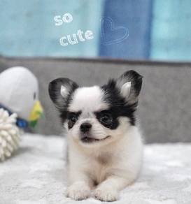 CHIHUAHUA PUPPIES 172🌷Head Apple Bonnie Dog Boy