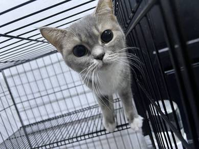 kucing BSH mix betina