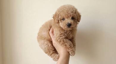 Toy Poodle Pup