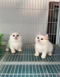 America curl Munchkin kitten