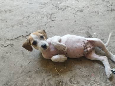 sausage dog mix kampung