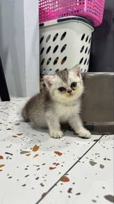 BSH Silver Shaded