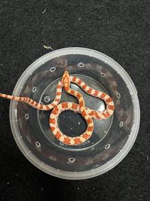 amel corn snake offer