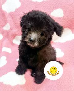 BVV4000 Tiny Poodle #MKA silver grey color puppy