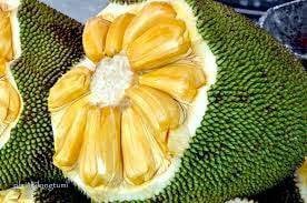 Bibit Nangka-Jackfruit seedling