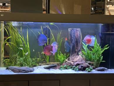 5x2x2.5 ft MJ Aquarium