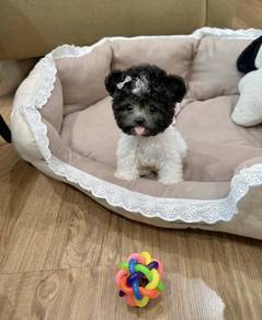 MINI POODLE PUPPIES S150 🌻 Tiny Toy - Tea Cup
