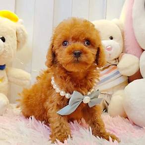 Poodle