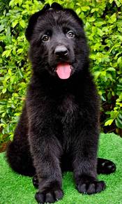 GERMAN SHEPHERD PUPPIES GSD180 🐻 Good structure