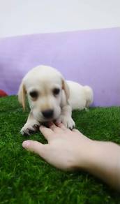Labrador retriever mka and microchip