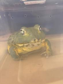 Bull Frog