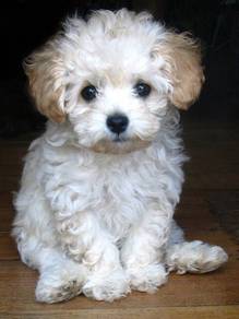 Heart-stealer Poochon Fluffy Soft Fur Companion Do