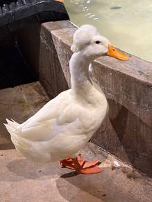Crested Duck