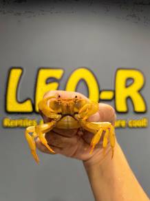 Banana Crab