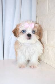 J0163 Shih Tzu Fluffy Baby Face Companion Dog