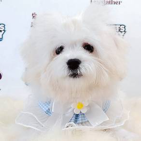 Bichon Frise
