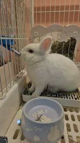 Female Netherland Dwarf rabbit vaccinated