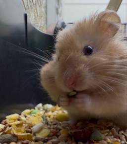 Hamster Syrian Bigbone Longhair