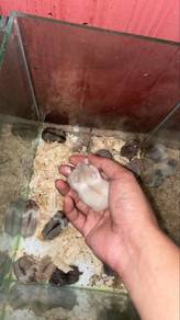 Hamster Campbell Kiut Miutt