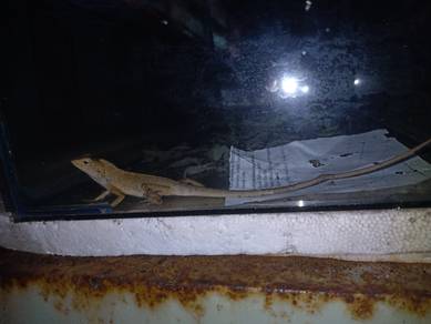 Sesumpah Afrika & African Gliding Lizard
