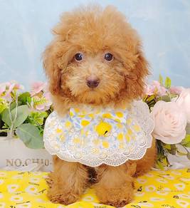 Poodle