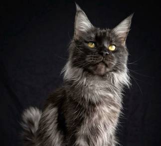 Proven purebred adult Female Mainecoon.