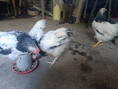 ayam hiasan&penelur baka light susex