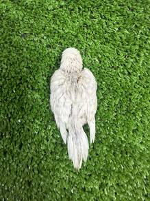 Baby Budgie Jinak