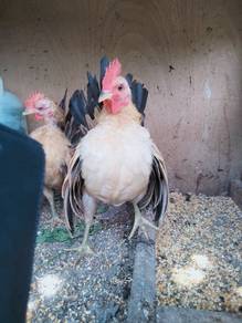 Ayam Serama 3