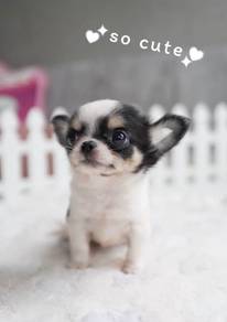 CHIHUAHUA PUPPIES VIP57🌷Head Apple Cute Dog Boy
