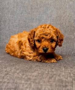 mini poodle!!!