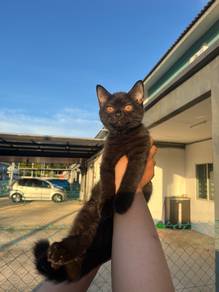BSH Female