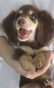 MINIATURE DACHSHUND Puppies VIP36🐻 Male~Female