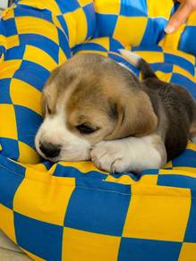 Poppet Beagle the cutest little playful puppy Pupp