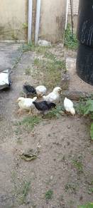 ayam