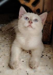 British Shorthair Kitten