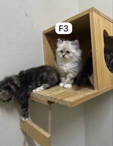 Ragdoll mix munchkin non std
