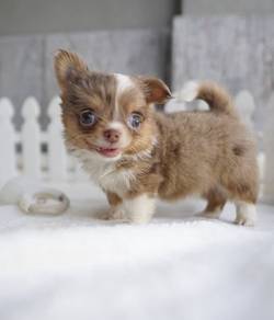 CHIHUAHUA PUPPIES 169🌷Head Apple Cute Dog