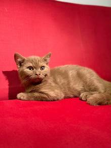 BSH Cinnamon