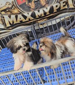Shih tzu