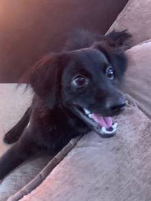 poodle mix (male)