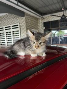 free kucing