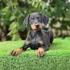 doberman w